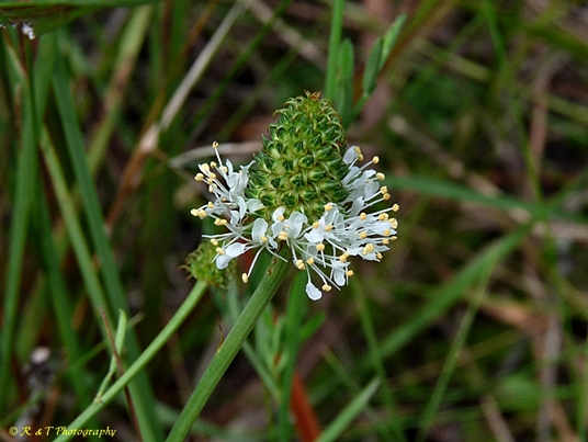 {Dalea albida}